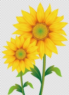 黄色背景两朵漂亮太阳花免抠png透明图层素材