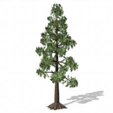 树木高大绿色树3d模型