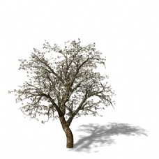 树叶枝叶繁茂的树3d模型