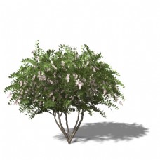 树叶枝叶葱茏的树3d模型