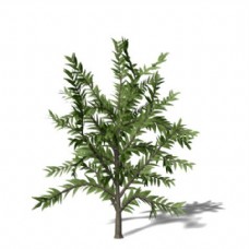 树木室外景观植物3d模型