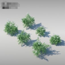 灌木模型效果图
