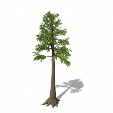 青翠树木3d模型