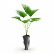 客厅植物盆栽3d模型