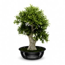 大型室外绿色植物3d模型