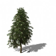 笔直葱郁的树3d模型