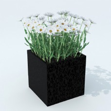 野菊花盆栽3d模型