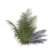 树木园林景观植物素材3d模型