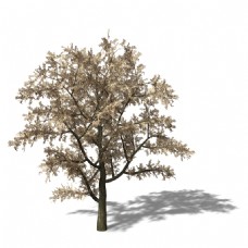 精美棕色大树3d模型