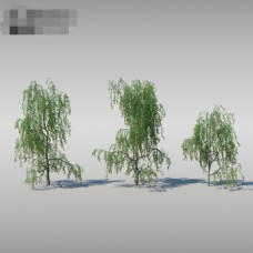 高大柳树模型