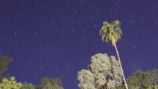 夜晚星光转动下的大树动态实拍视频