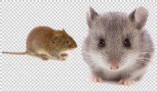爱上可爱的老鼠图片免抠png透明图层素材
