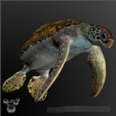 3d大海龟模型下载