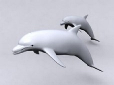 动物模型海豚的3ds max模型
