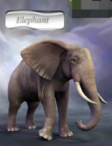 3d大象模型下载