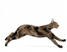 花纹奔跑猫模型素材