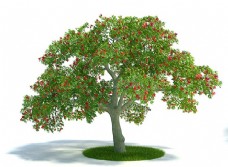 树木3d渲染合欢树模型下载