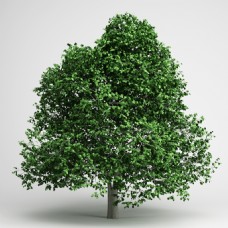 绿色树木模型素材