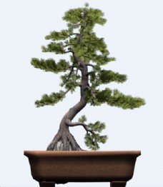 日本白松树盆栽模型素材