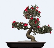 杜鹃花植物盆栽模型素材
