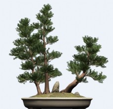 西方桧树植物盆栽模型素材