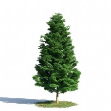 3d茂盛松树模型下载