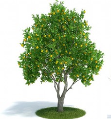 树木绿叶黄果绿植模型下载