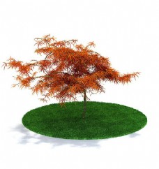 户外精美枫树3d模型