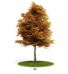 树木模型素材