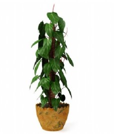心形小叶子植物盆栽3d模型