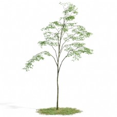 3d树模型