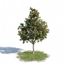 翠绿橘子树模型下载