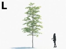 景观模型树模型