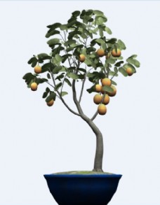 巴旦杏树植物栽培3d模型