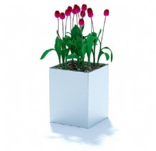 红色小花苞植物盆景3d模型