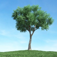 大自然晴天大树模型