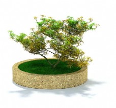 花园种植枫树3d模型