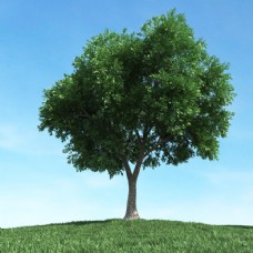 大自然3d树模型