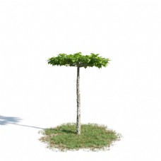 园艺艺术树模型下载