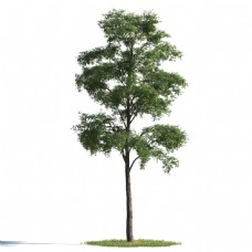 茂盛绿色大树模型素材