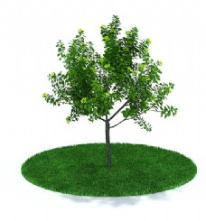 绿树户外常见绿色树木3d模型