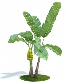 3d渲染芭蕉叶植物模型下载