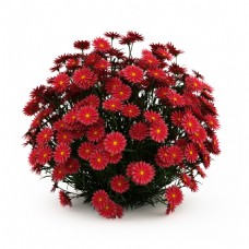 红色花卉模型图