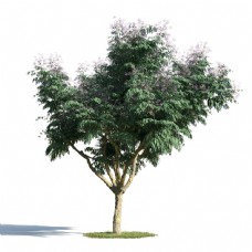 3d树木模型下载