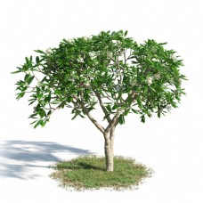 绿色核桃树模型下载