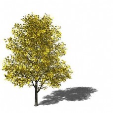 黄绿色树叶矮小树木模型