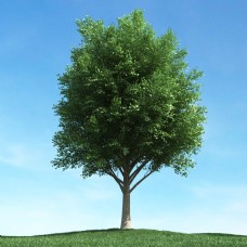 大自然精美树木模型