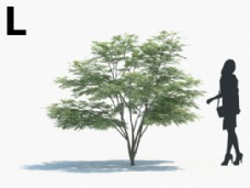 树木乔木树模型