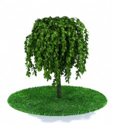绿色垂枝树3d模型