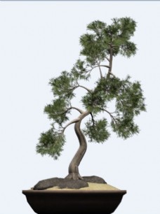 杜松树植物盆栽模型素材